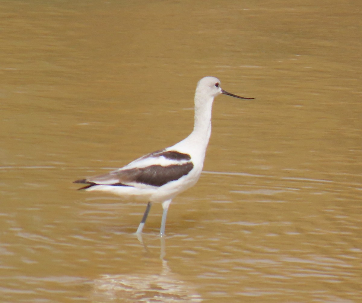 American Avocet - ML622116148