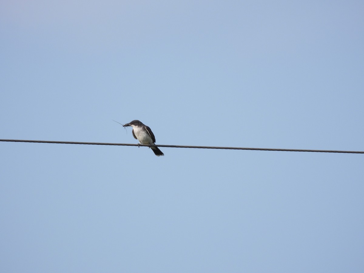 Eastern Kingbird - ML622116149