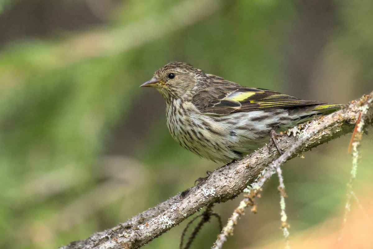 Pine Siskin - Gihyun Yoo