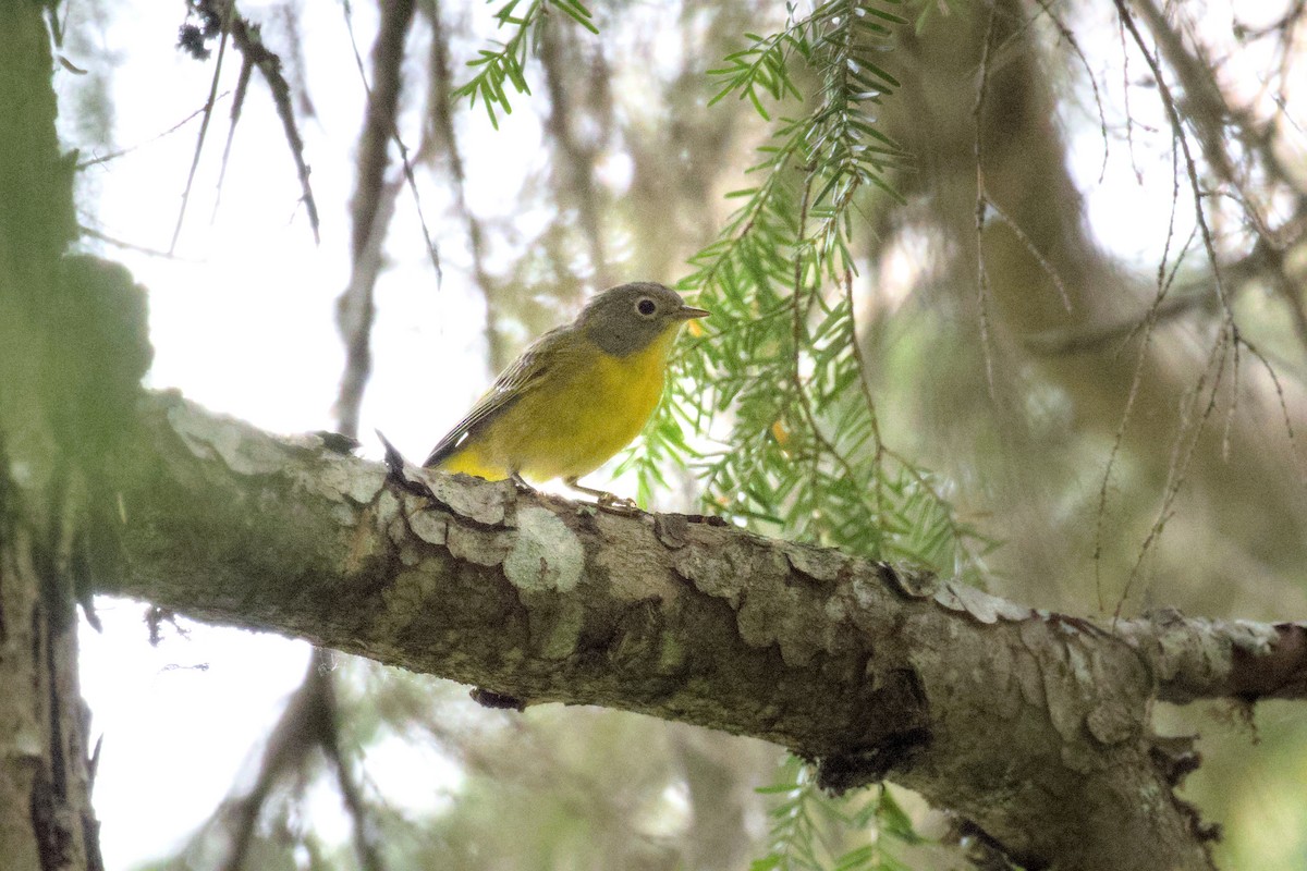 Nashville Warbler - ML622116151