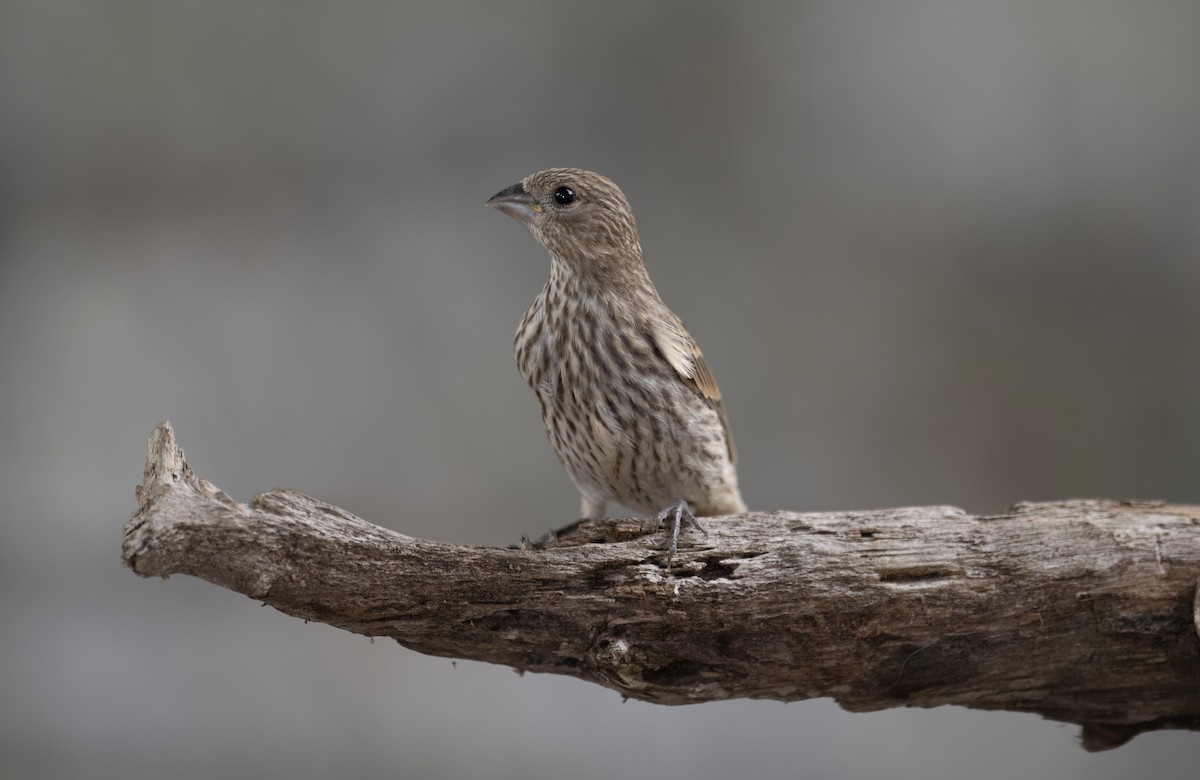 House Finch - ML622116152