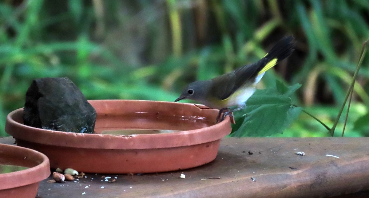 American Redstart - ML622116153