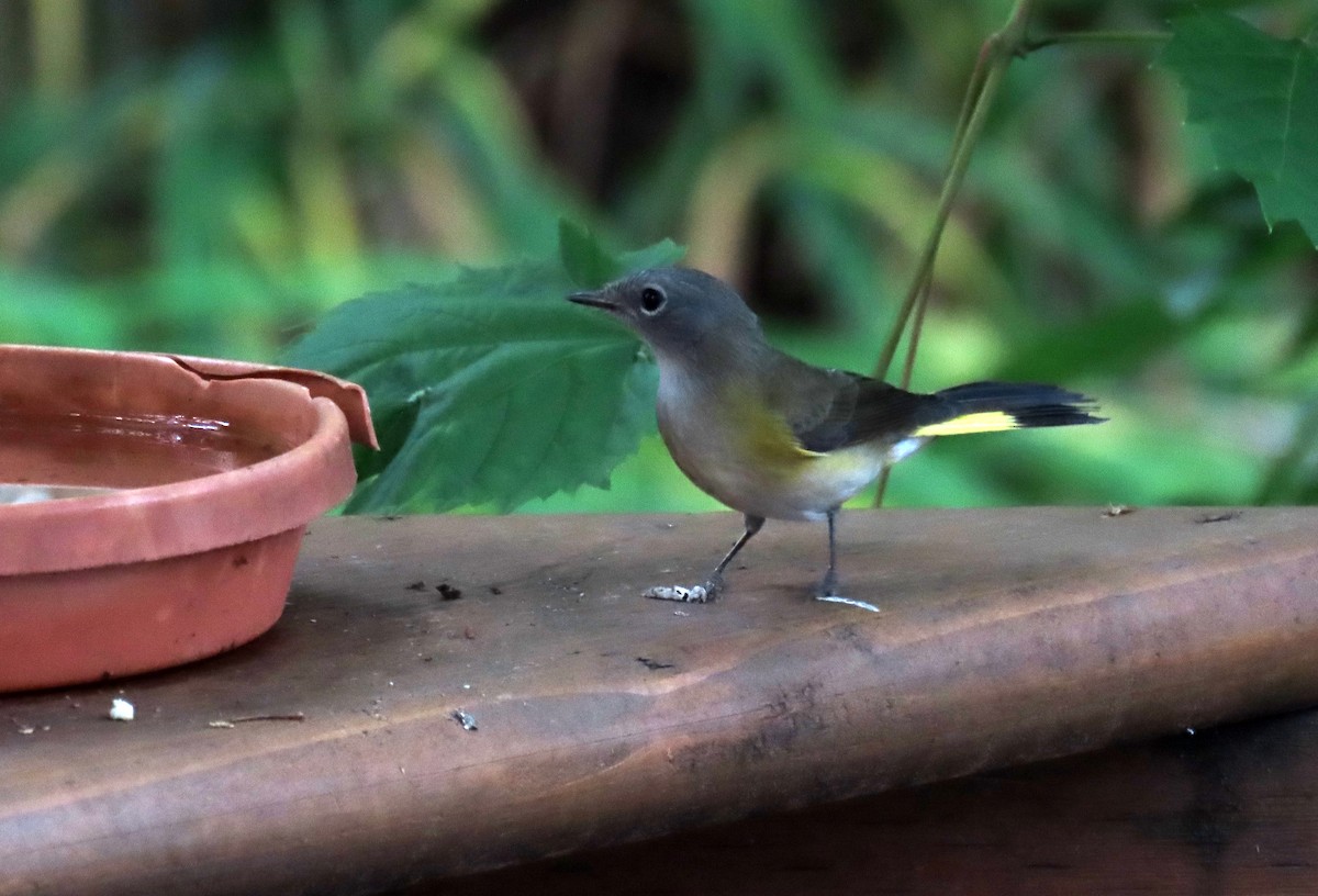 American Redstart - ML622116154