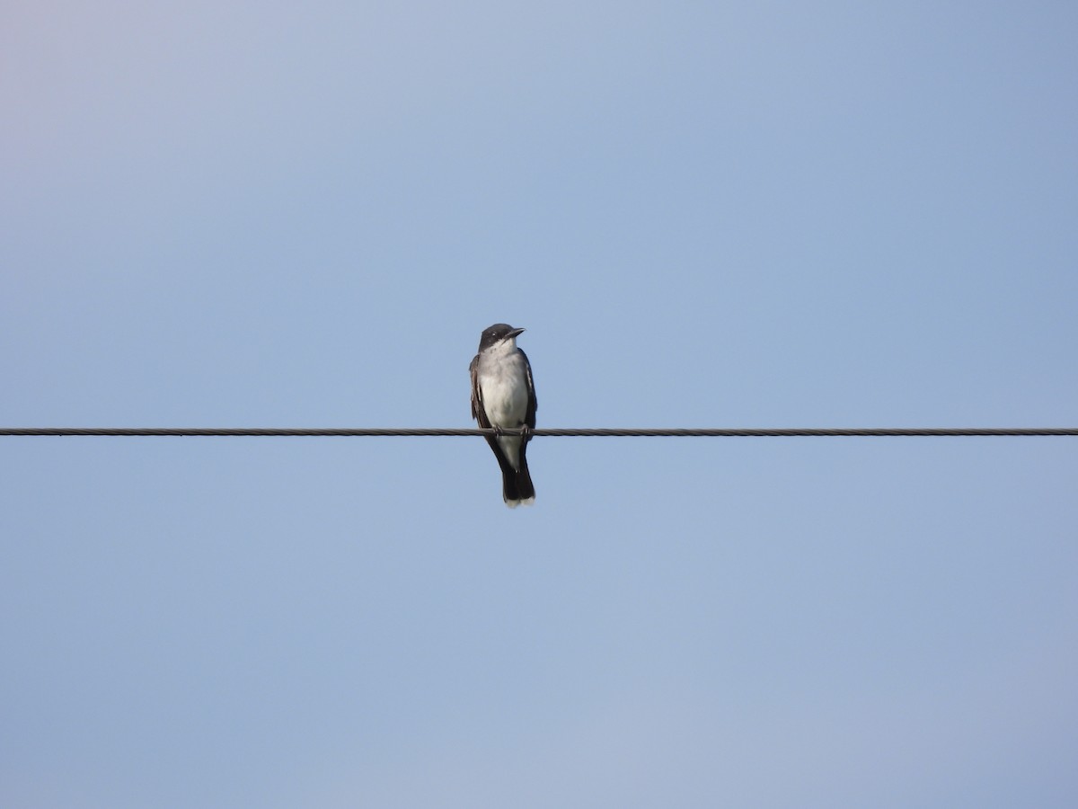 Eastern Kingbird - ML622116155