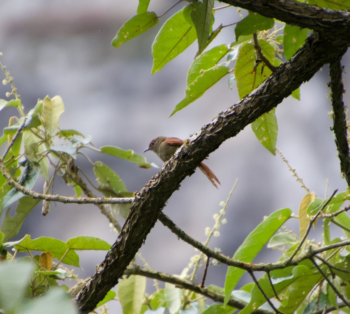 Ash-browed Spinetail - Julian Moulton