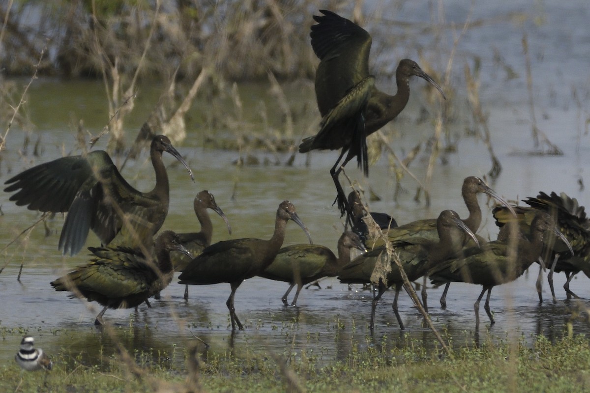 White-faced Ibis - ML622116158