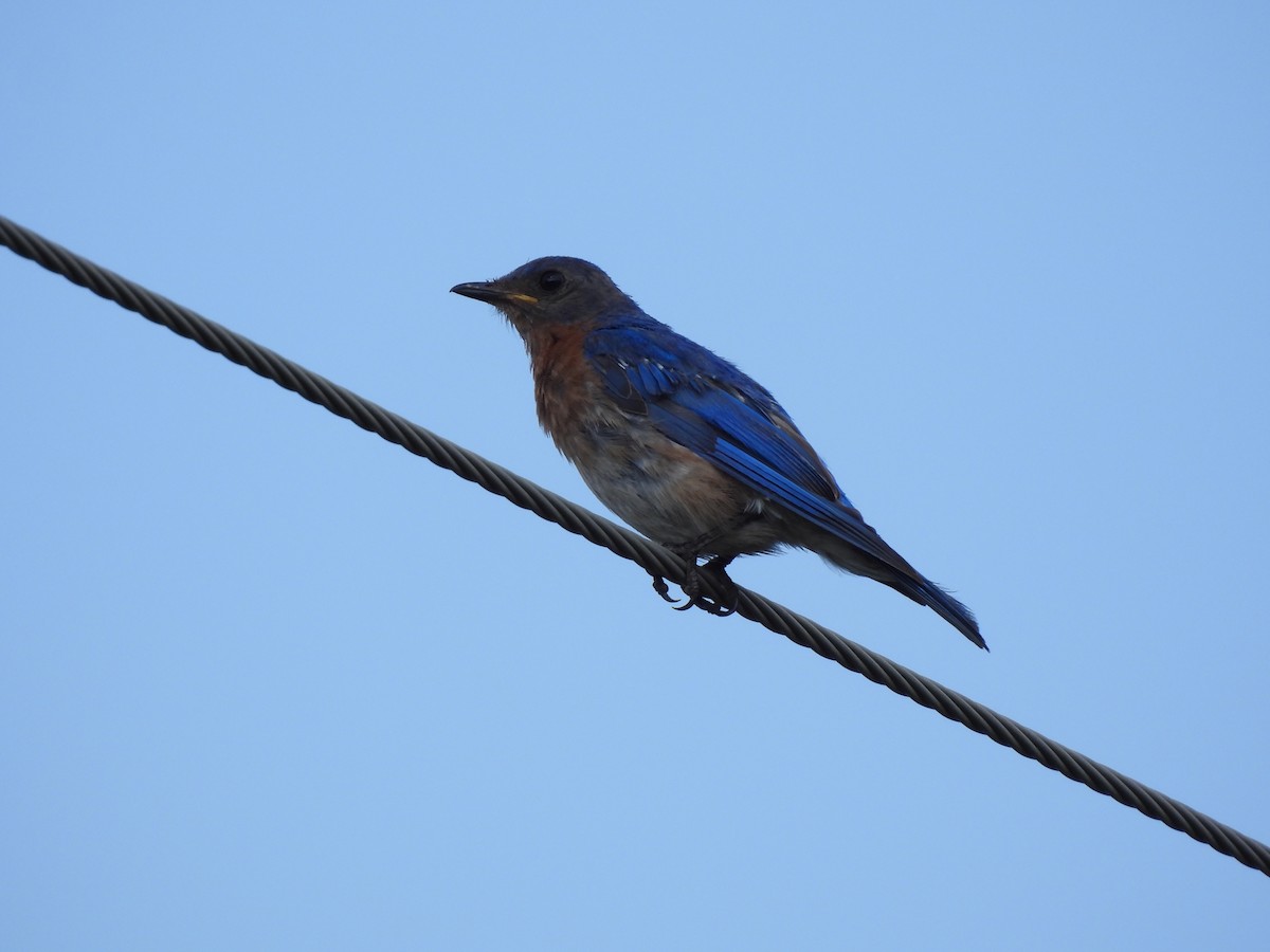 Eastern Bluebird - ML622116159