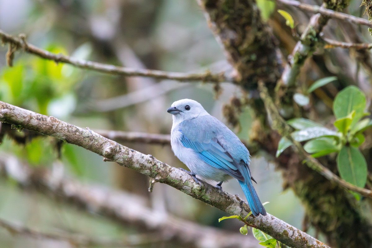 Blue-gray Tanager - ML622116161