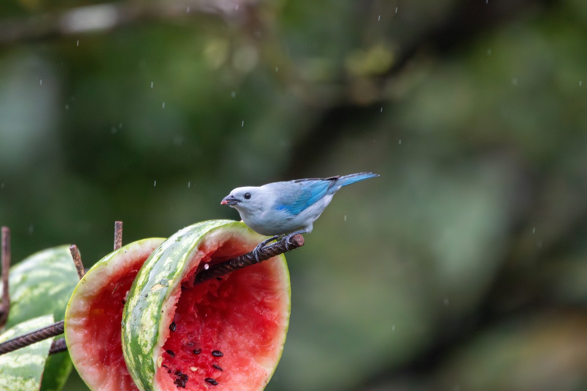 Blue-gray Tanager - ML622116162