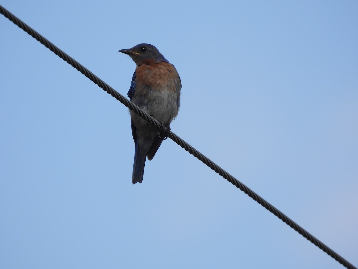 Eastern Bluebird - ML622116164