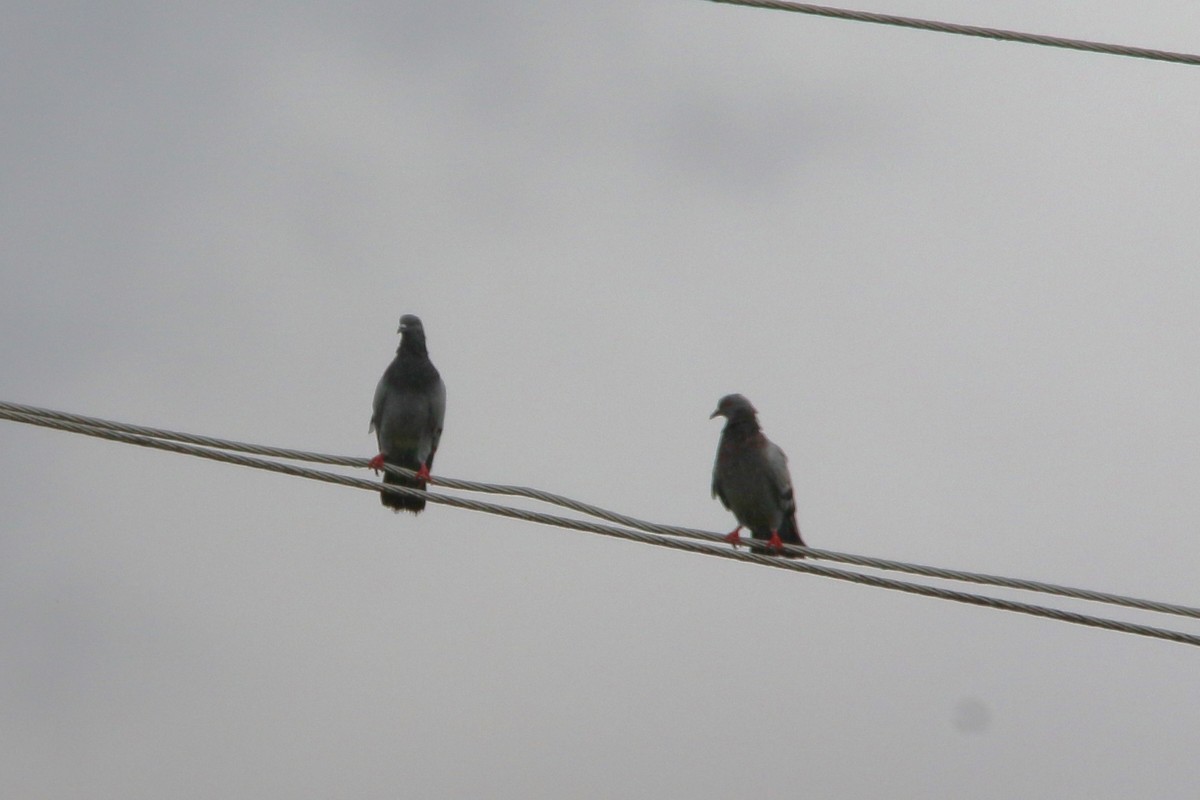 Rock Pigeon (Feral Pigeon) - ML622116168