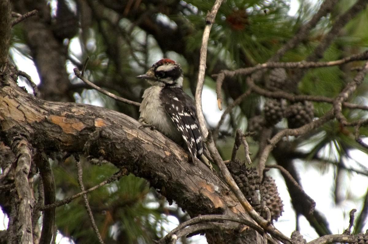 Downy Woodpecker - ML622116169