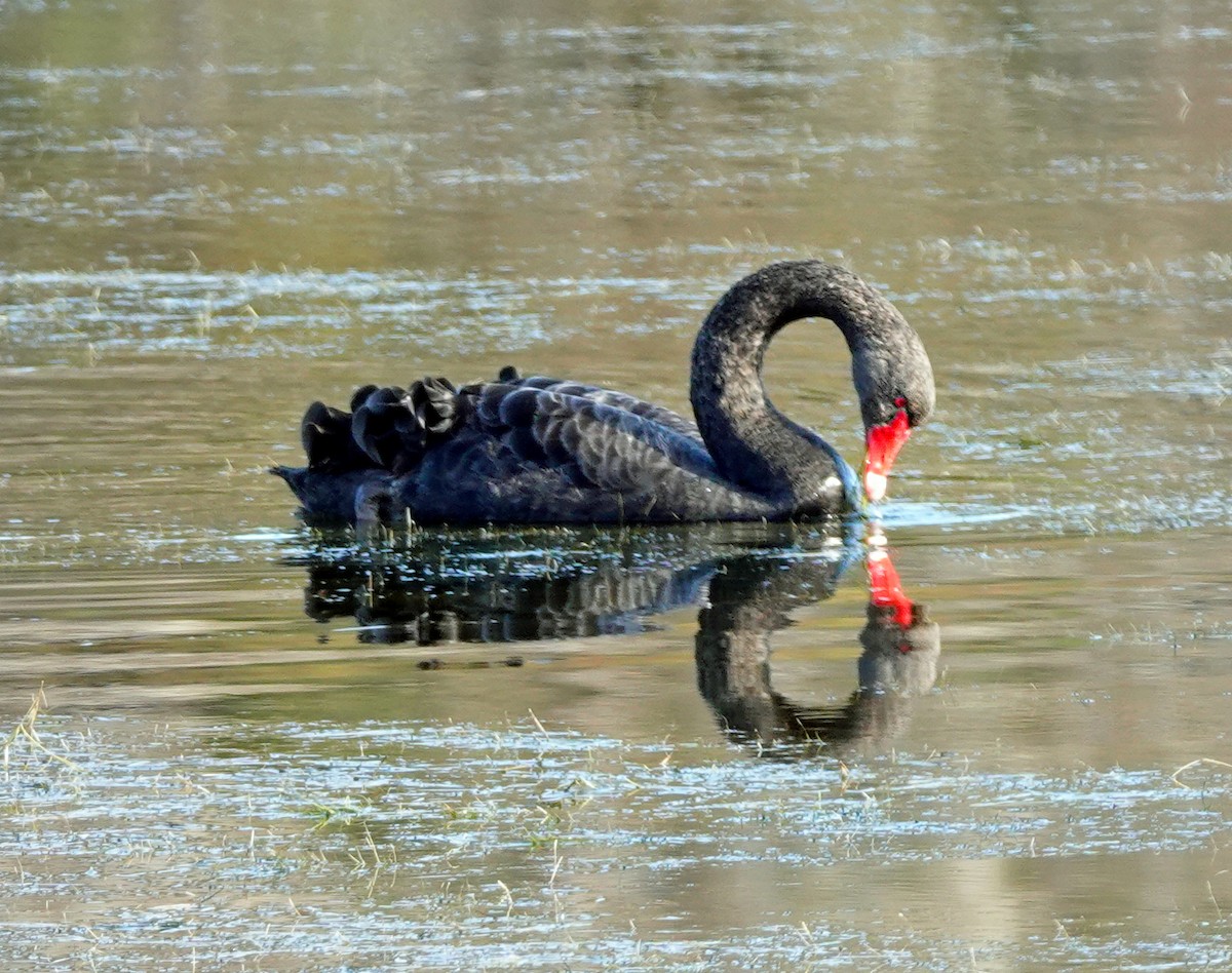 Black Swan - ML622116170