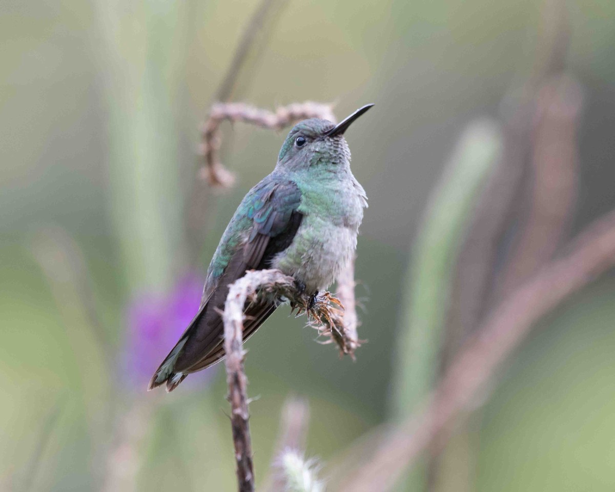 Scaly-breasted Hummingbird - ML622116171