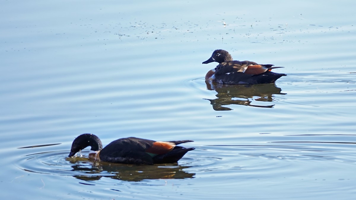 Australian Shelduck - ML622116173