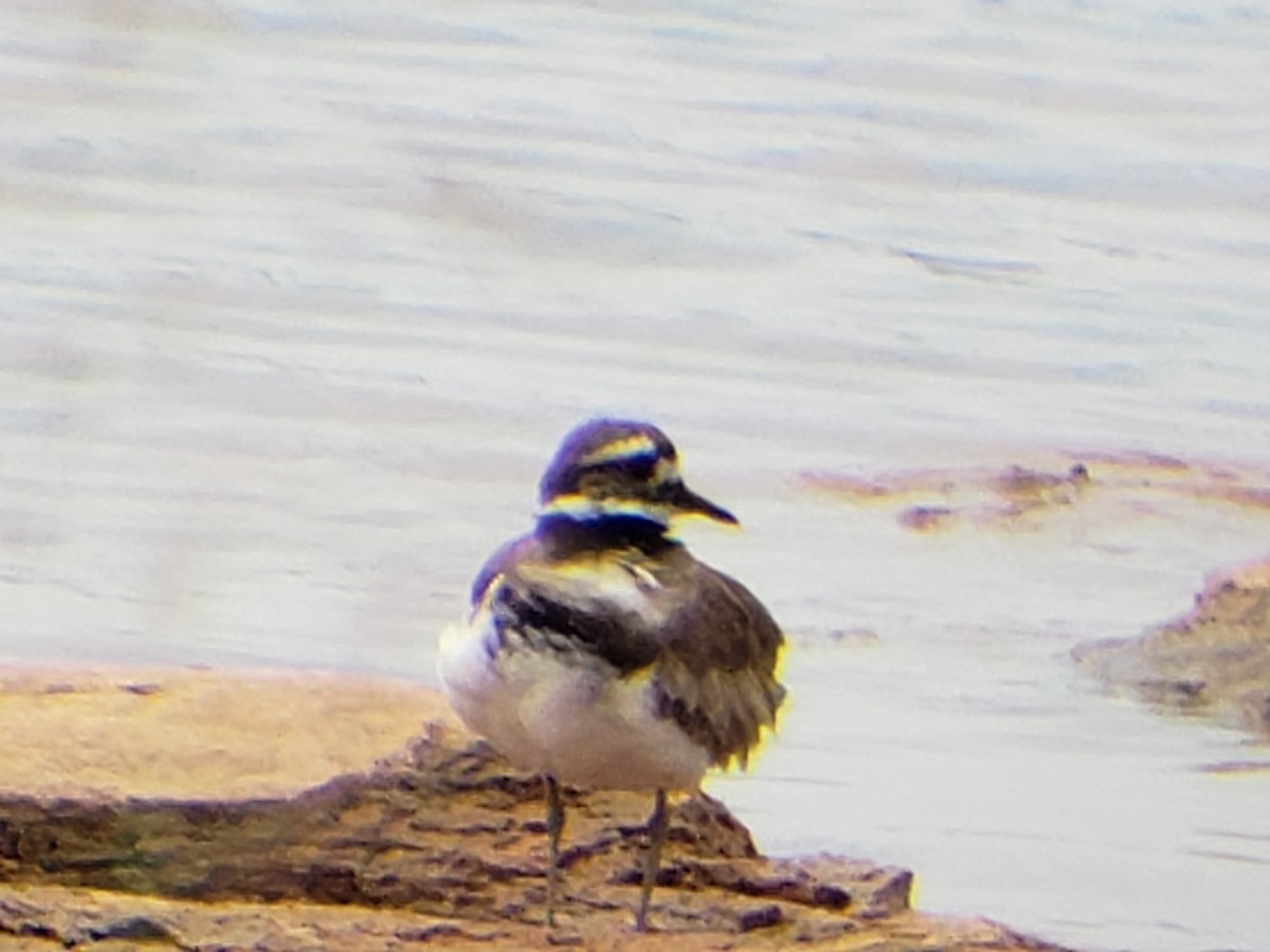 Killdeer - ML622116175