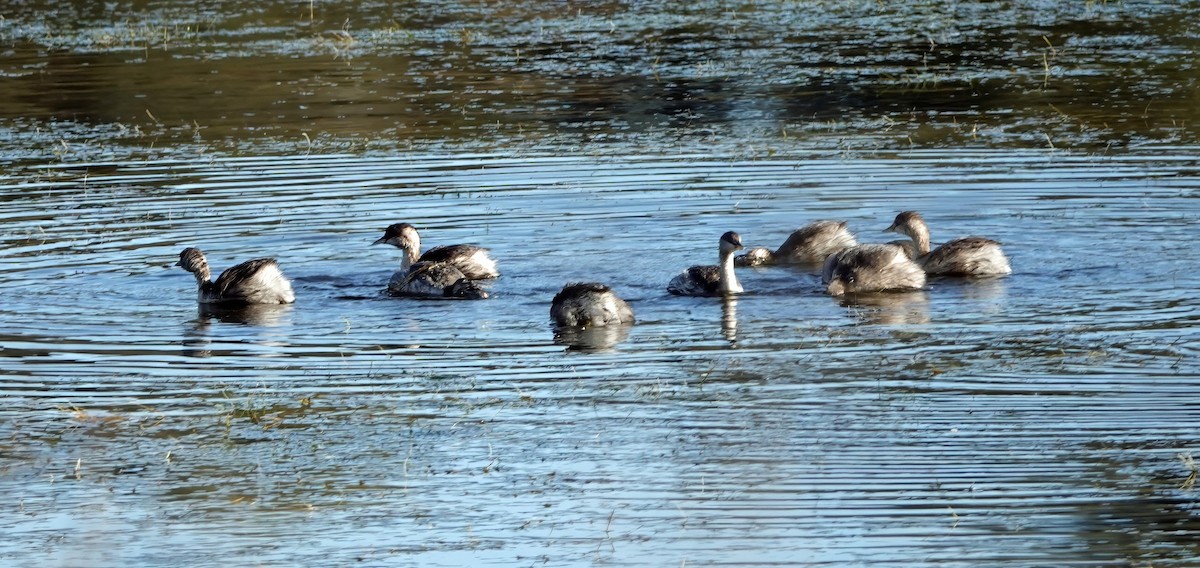 Hoary-headed Grebe - ML622116178