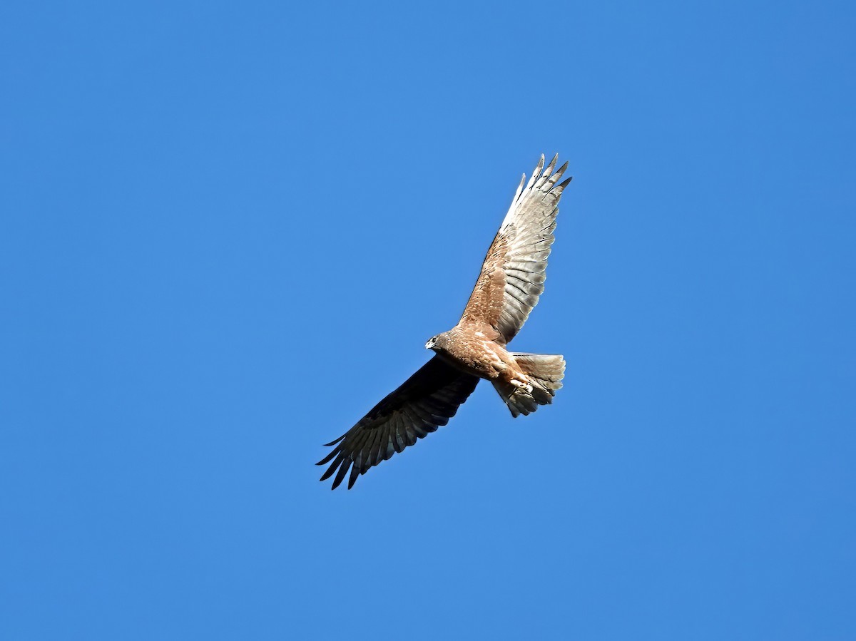 Swamp Harrier - ML622116183