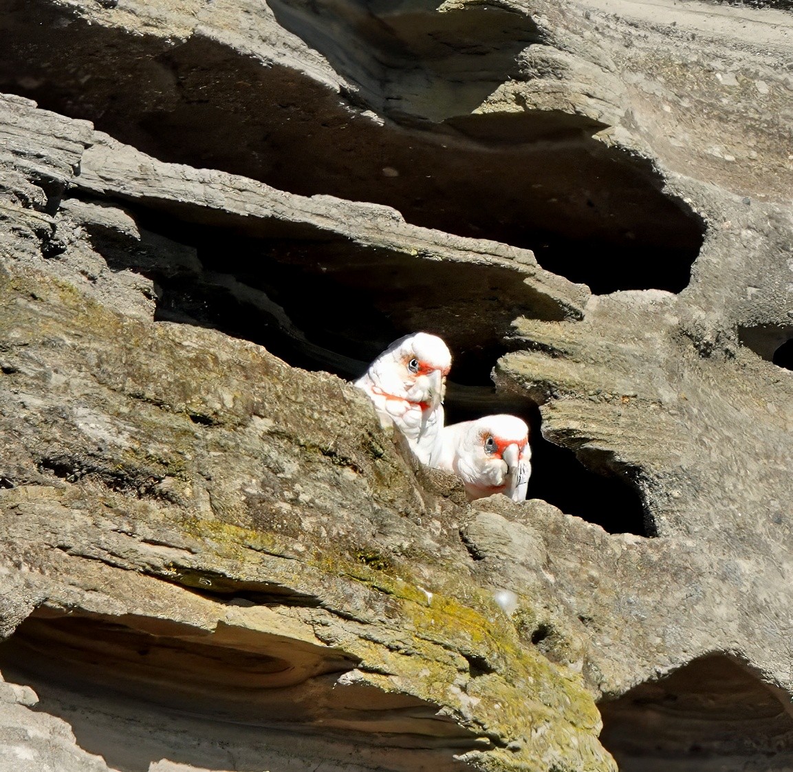 Long-billed Corella - ML622116186