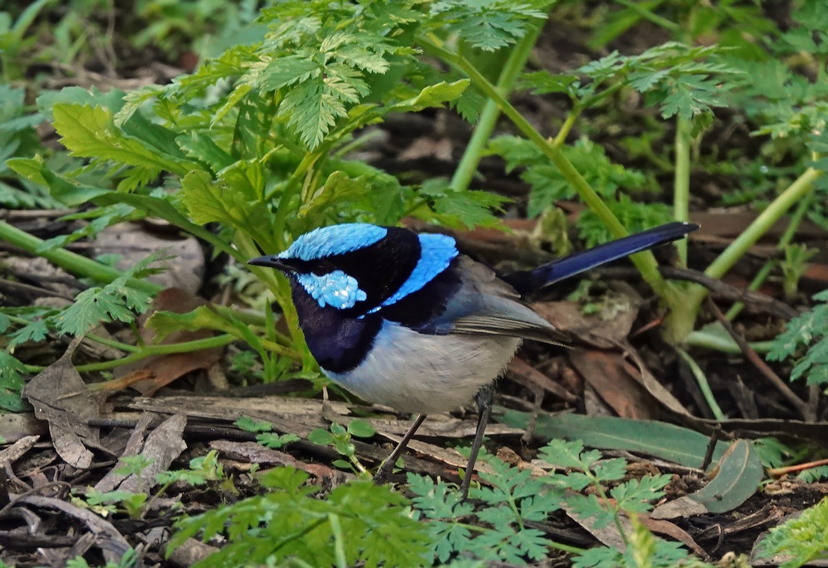 Superb Fairywren - ML622116189