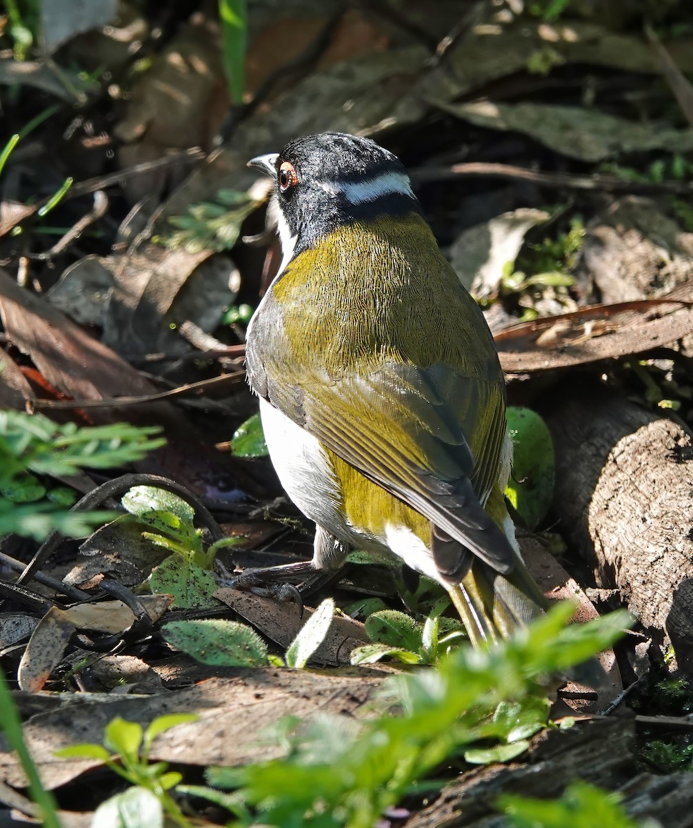 White-naped Honeyeater - Russell Scott