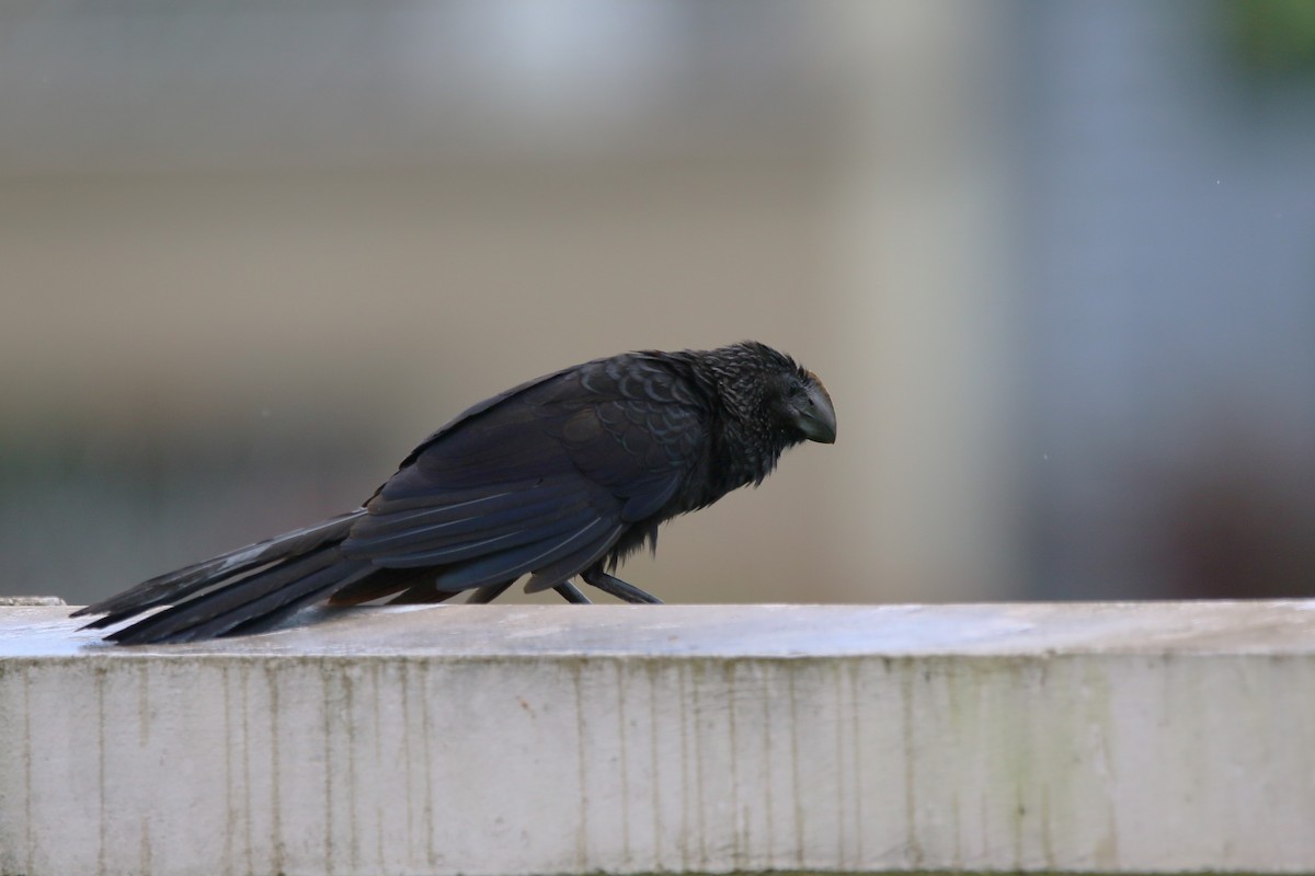 Smooth-billed Ani - ML622116194