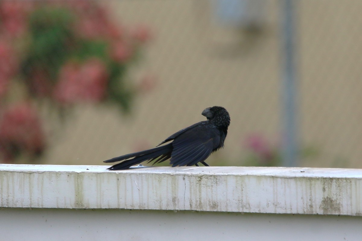 Smooth-billed Ani - ML622116195