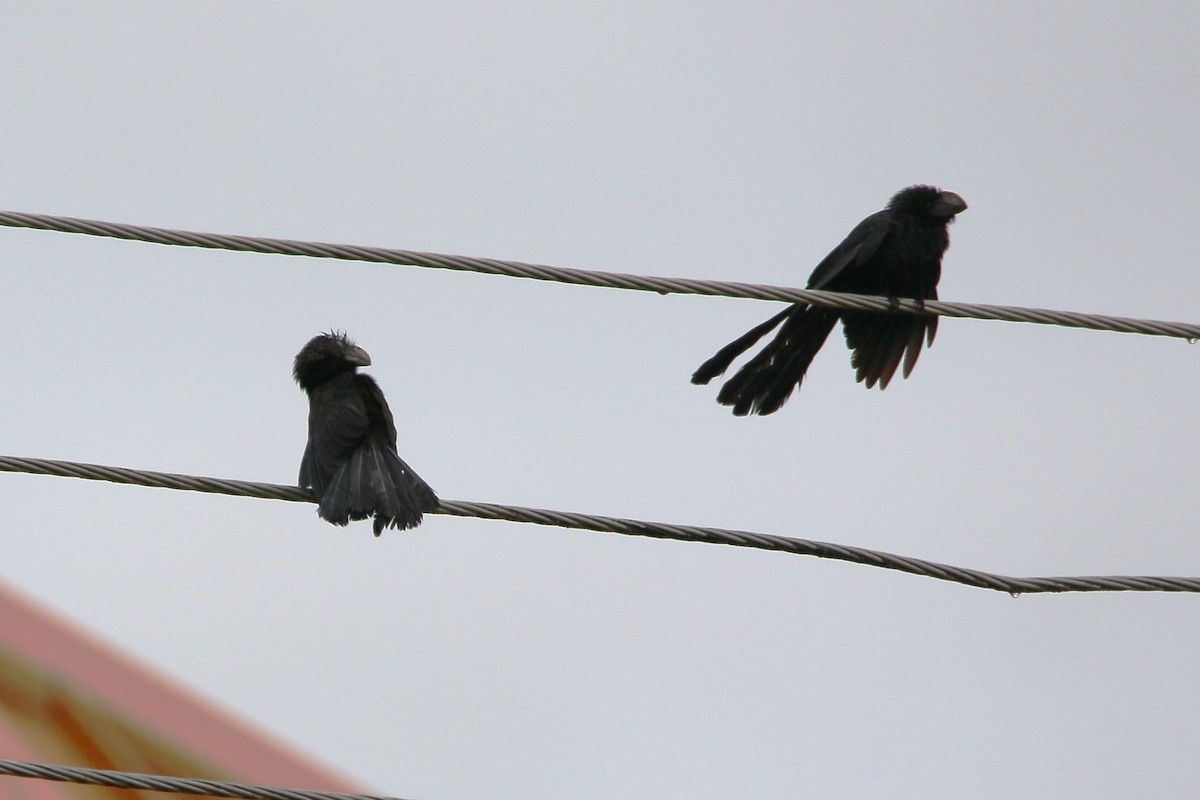 Smooth-billed Ani - ML622116196