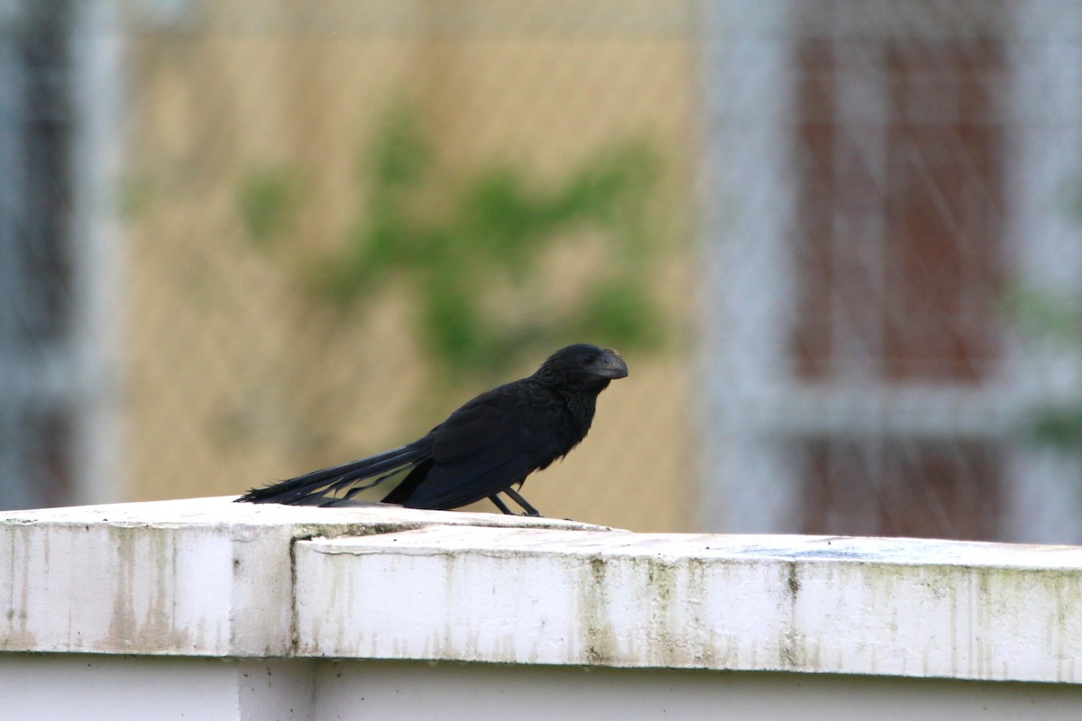 Smooth-billed Ani - ML622116197