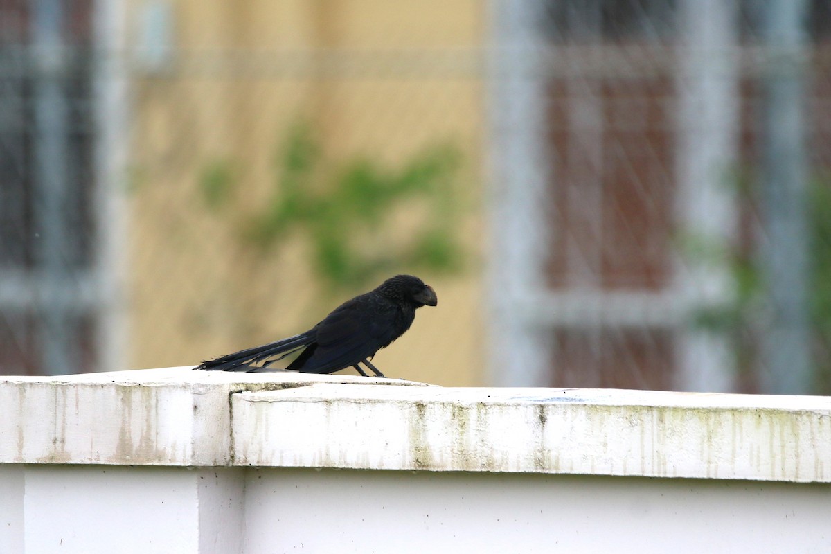 Smooth-billed Ani - ML622116198