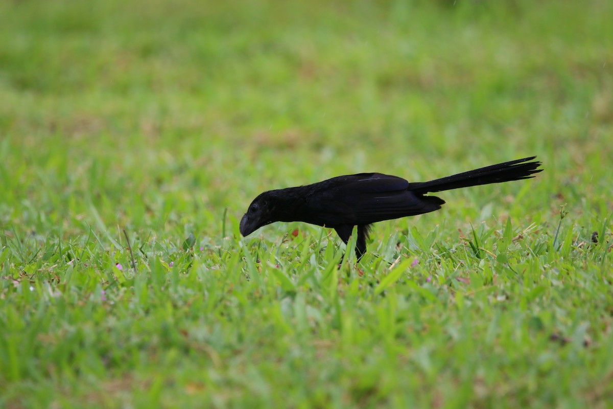 Smooth-billed Ani - ML622116199