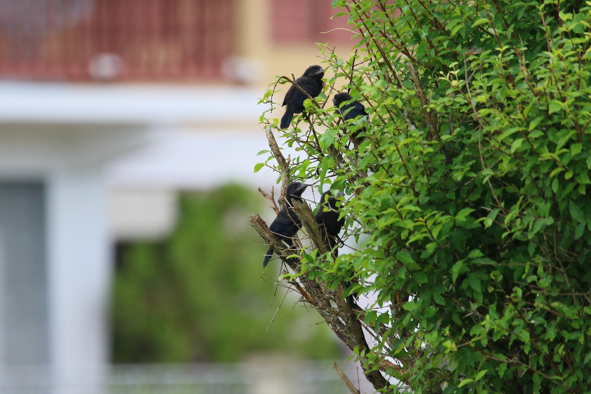 Smooth-billed Ani - ML622116200