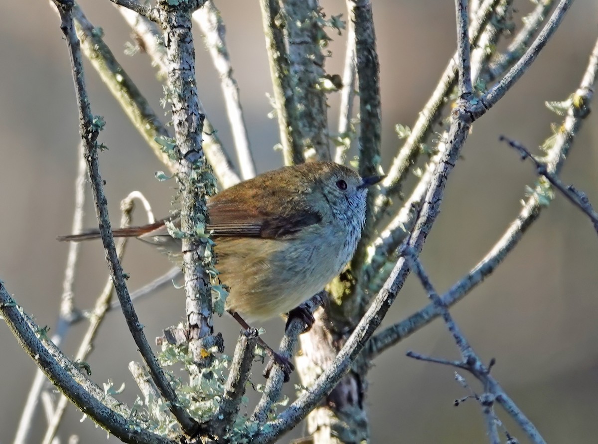 Brown Thornbill - ML622116202