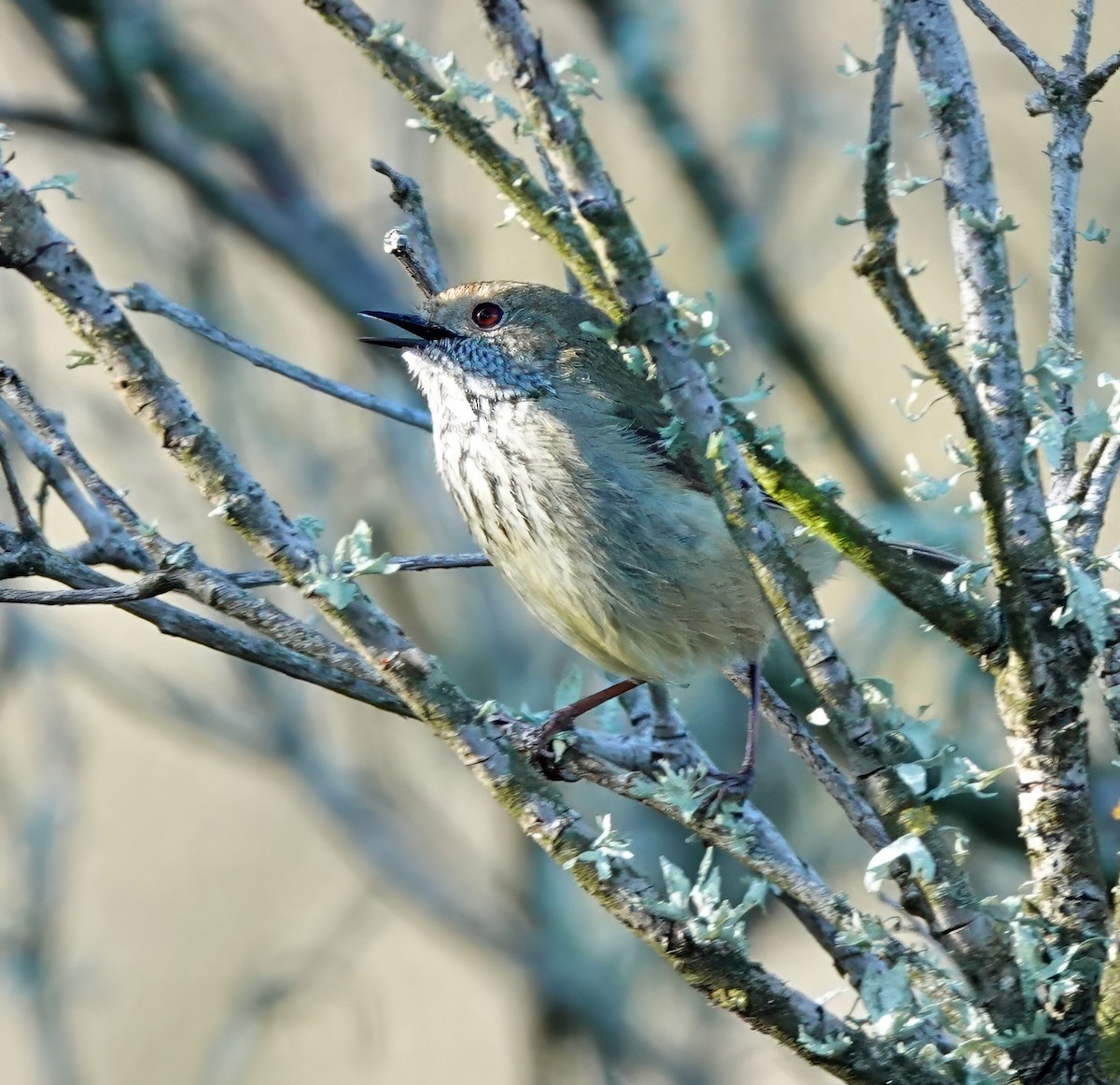 Brown Thornbill - ML622116203