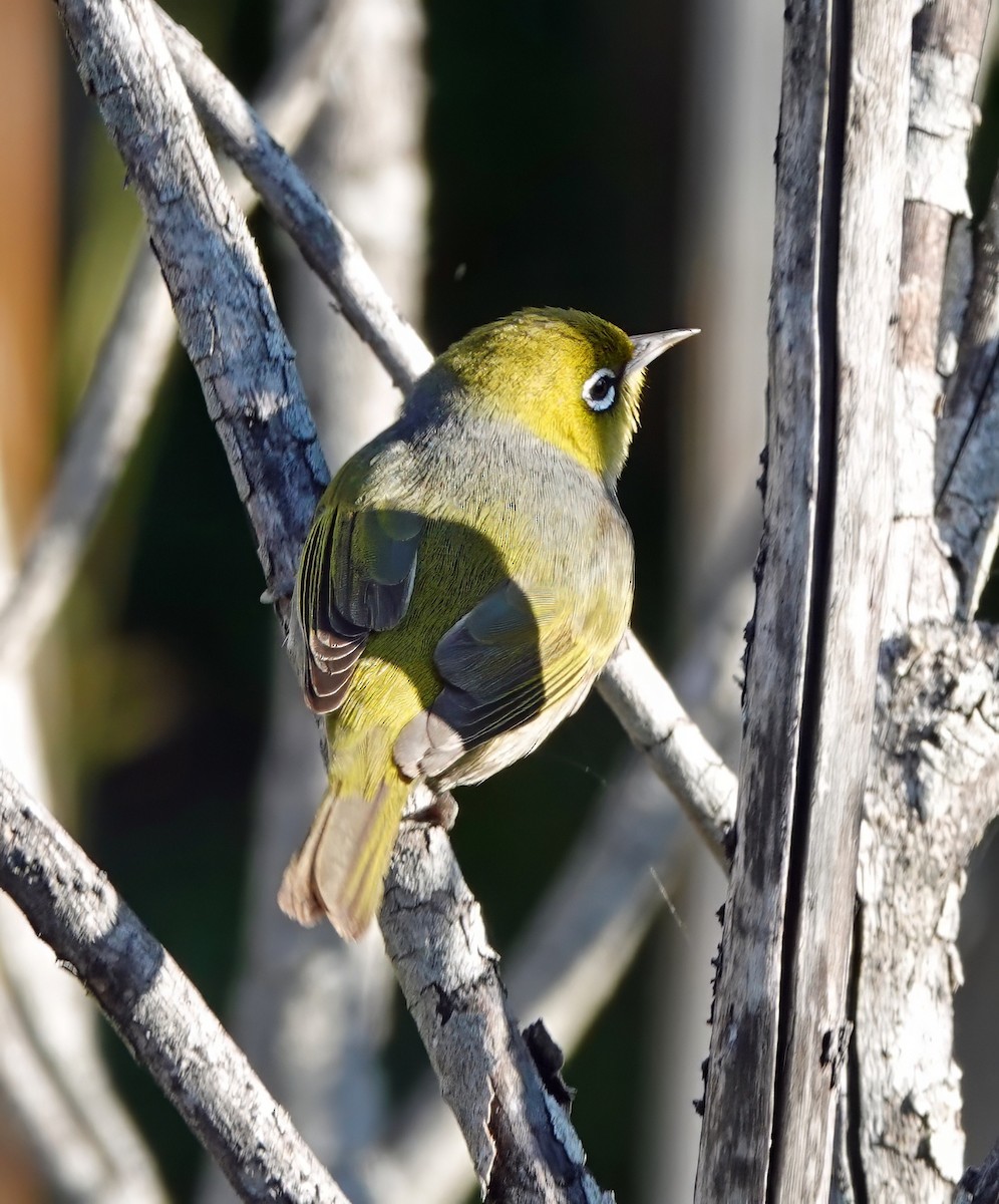 Silvereye - ML622116206