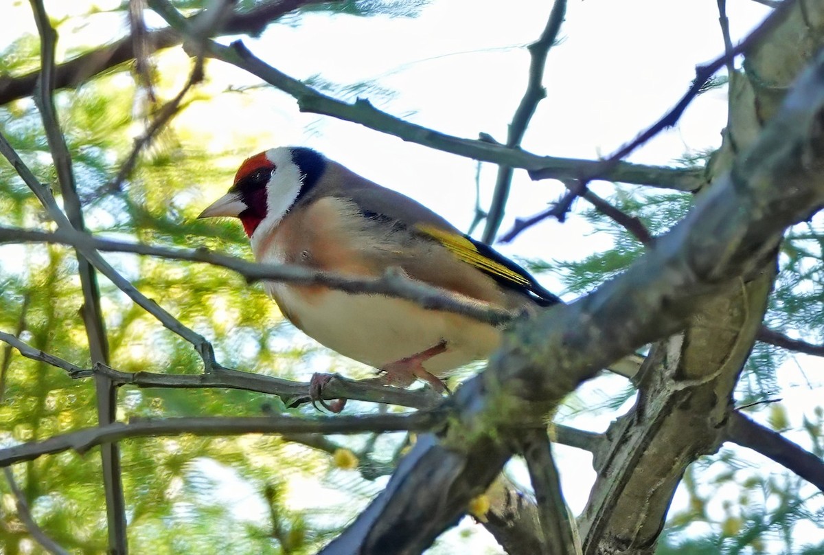 European Goldfinch - Russell Scott