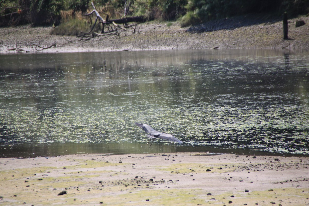 Great Blue Heron - Zenith Sclair