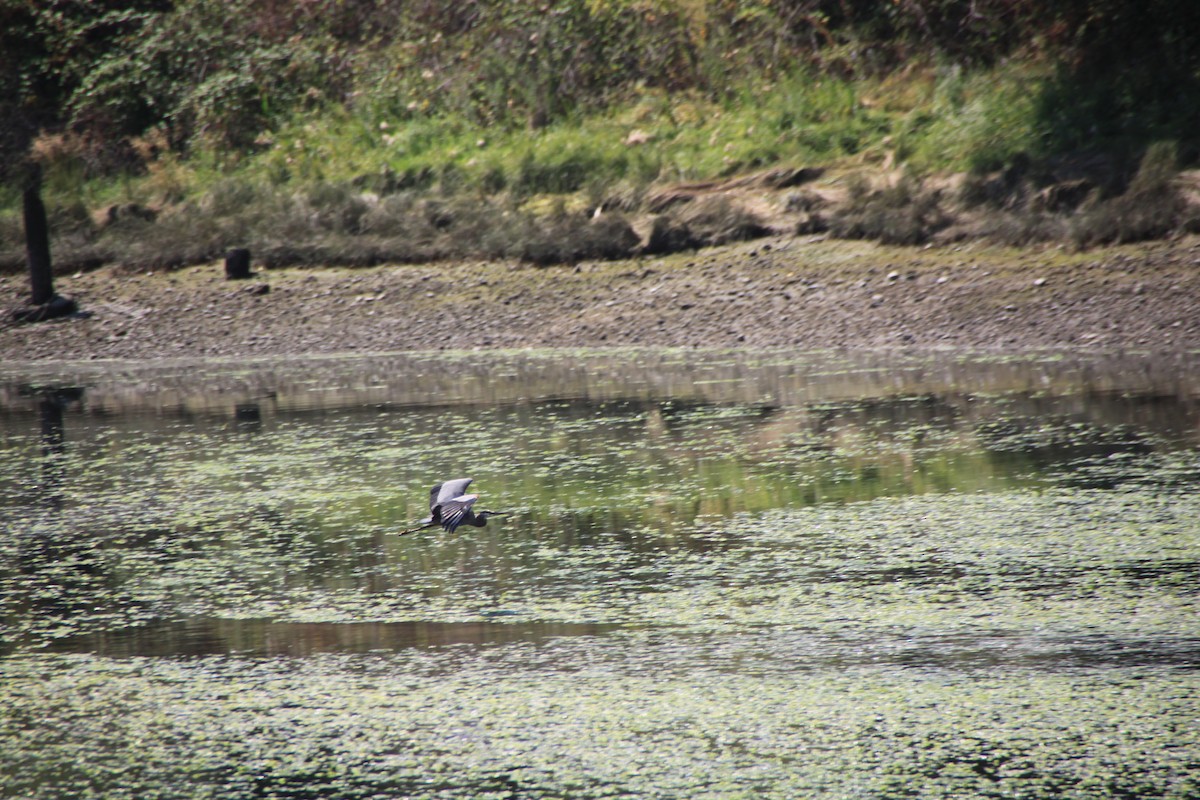 Great Blue Heron - Zenith Sclair