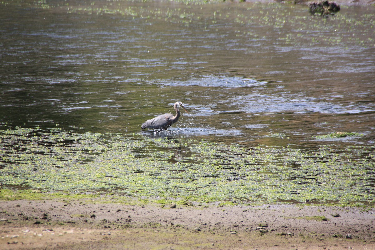 Garza Azulada - ML622116226