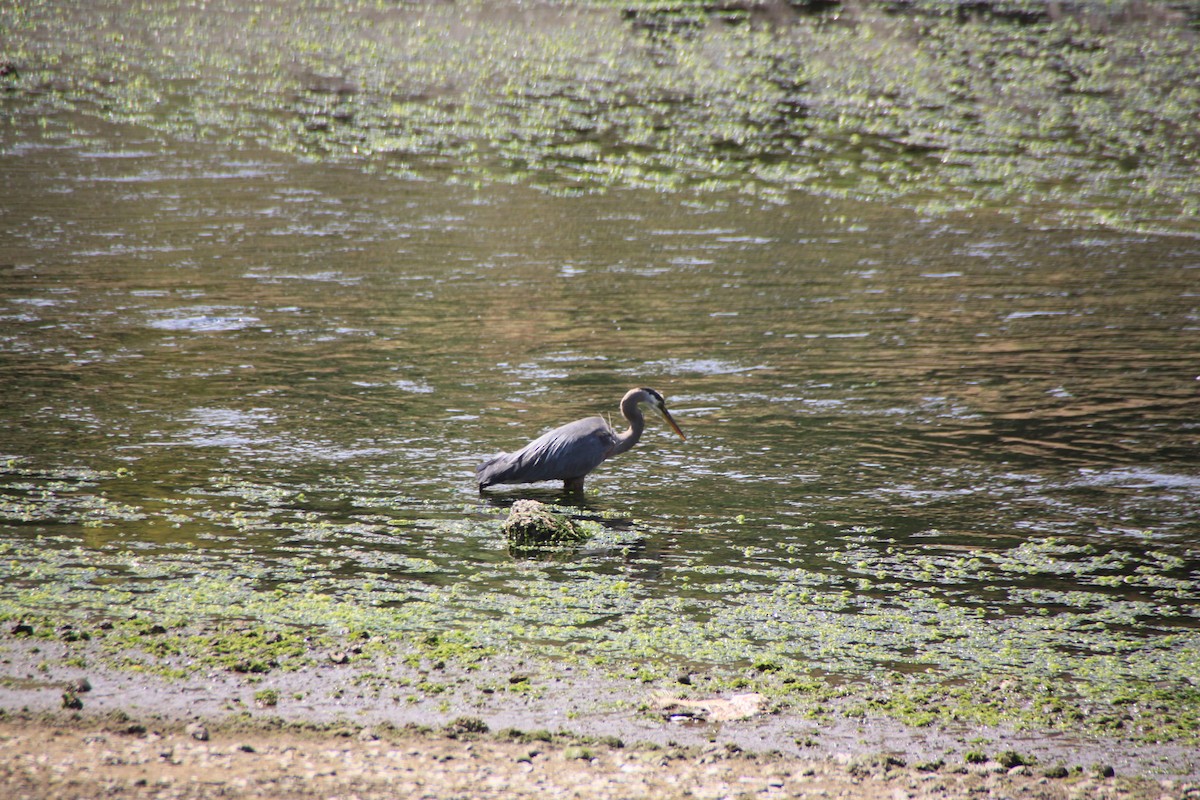 Garza Azulada - ML622116229