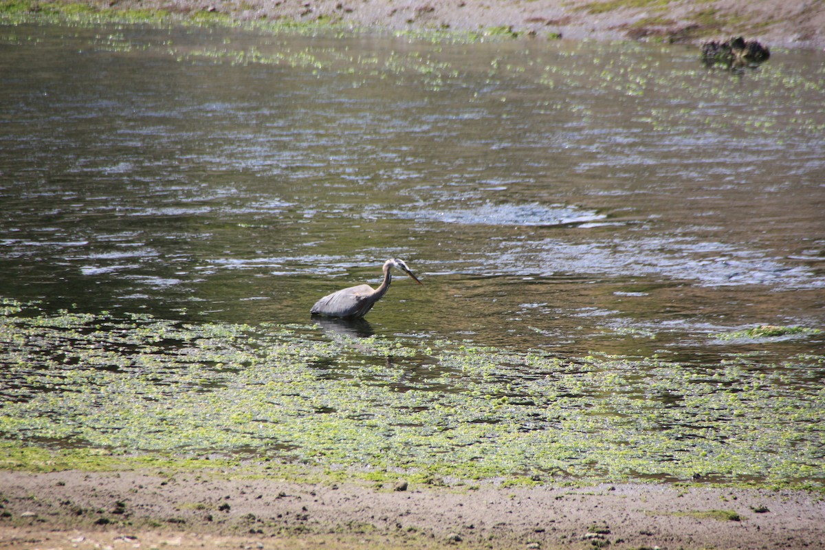 Great Blue Heron - Zenith Sclair