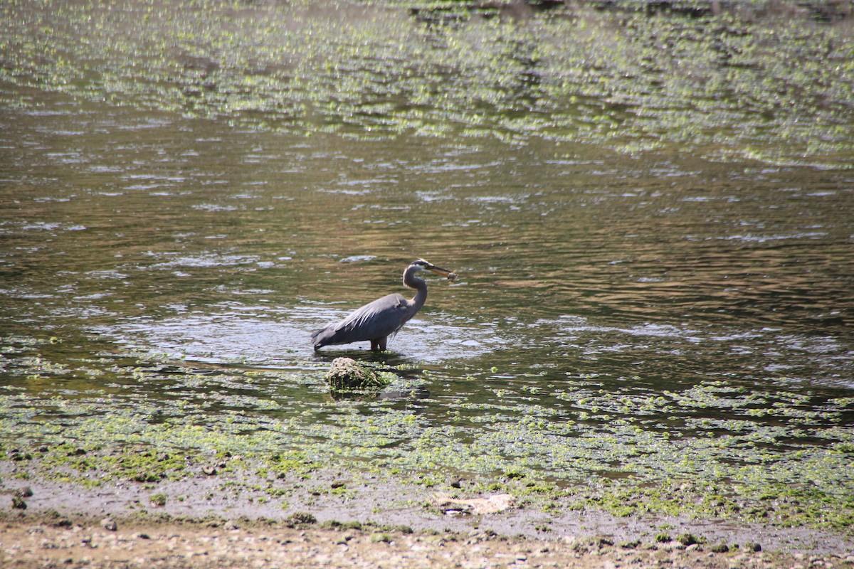 Garza Azulada - ML622116231