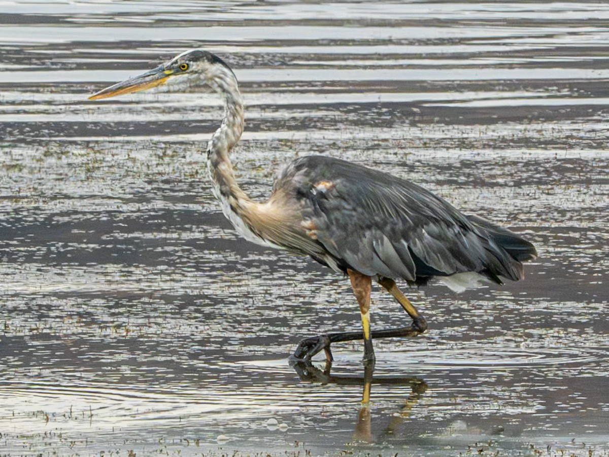 Garza Azulada - ML622116246