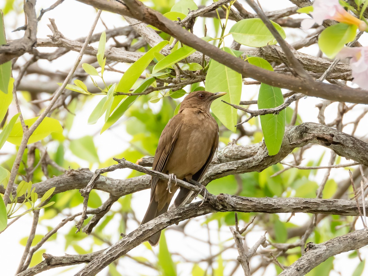 Clay-colored Thrush - Jason Alexander