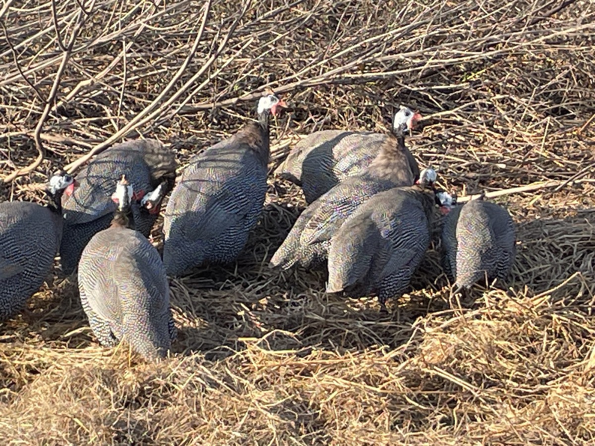 Helmeted Guineafowl (Domestic type) - ML622116288