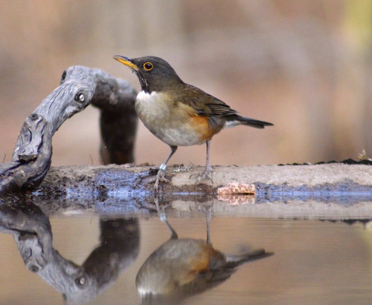 White-necked Thrush - ML622116310