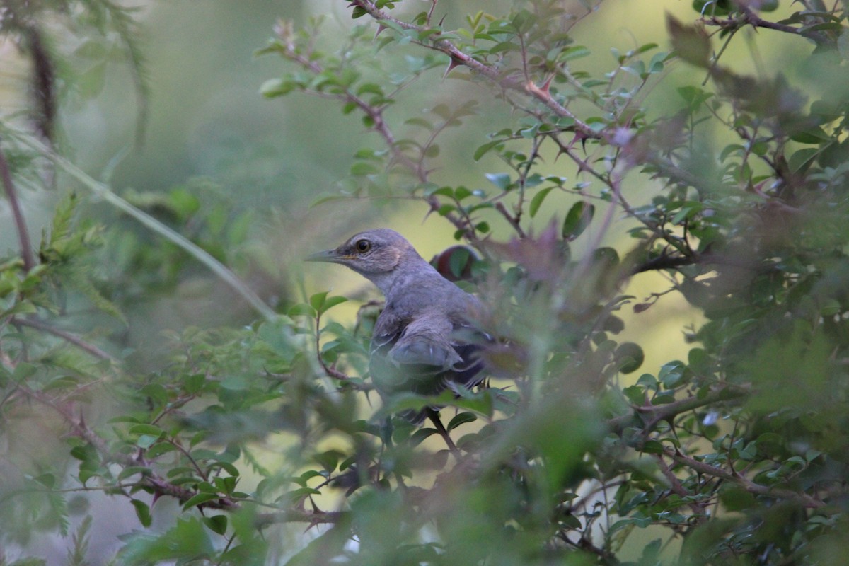 Northern Mockingbird - Anonymous