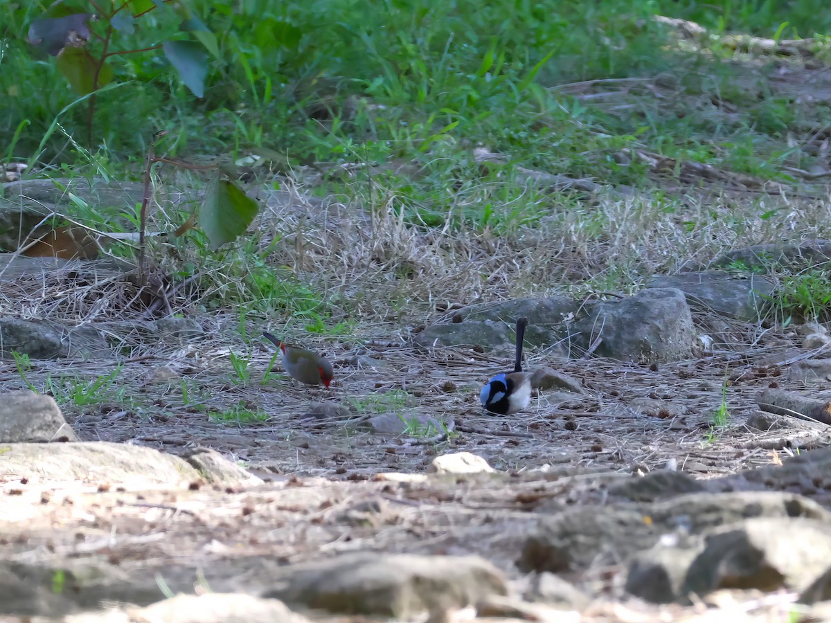 Red-browed Firetail - ML622116333