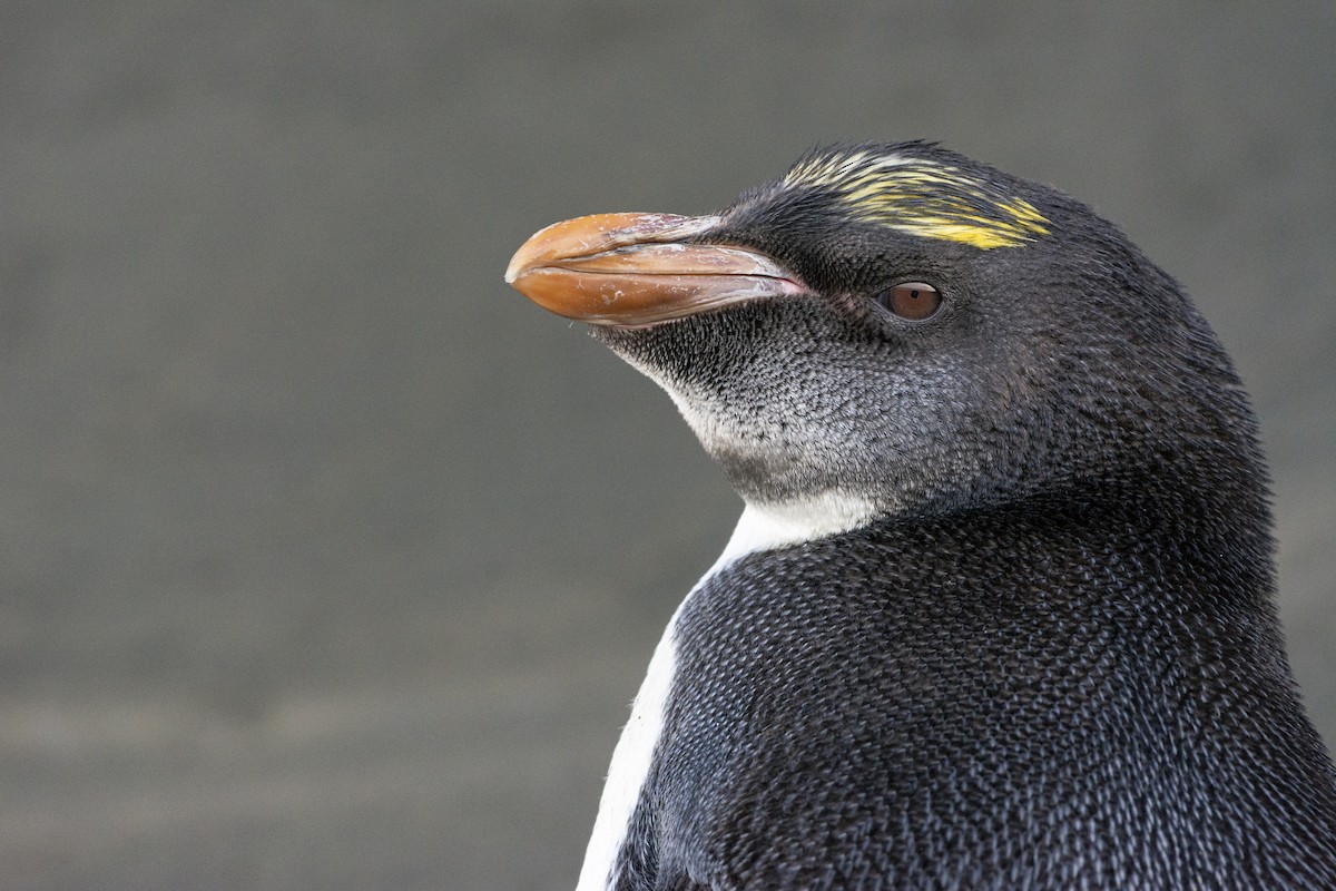 Златохохлый пингвин - ML622116352