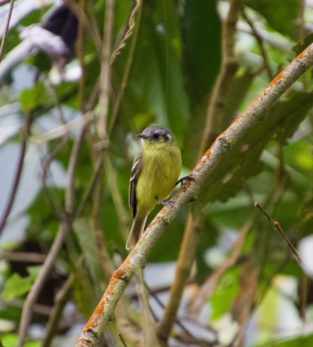 Ashy-headed Tyrannulet - ML622116353